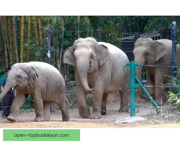 泰国队大象标志在国际赛场上的影响力持续提升 泰国队大象标志在国际赛场上的影响力持续提升